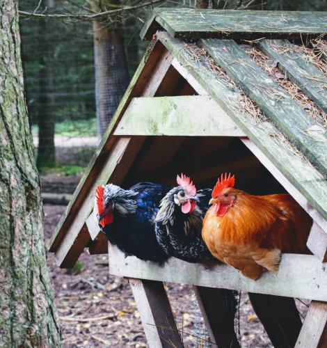 3 chickens sit on a perch with a roof outside.