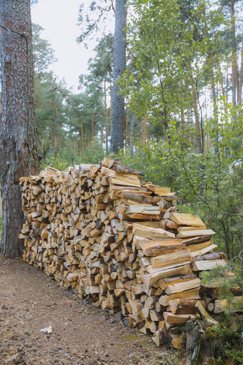 Pile of firewood leaning against a tree.