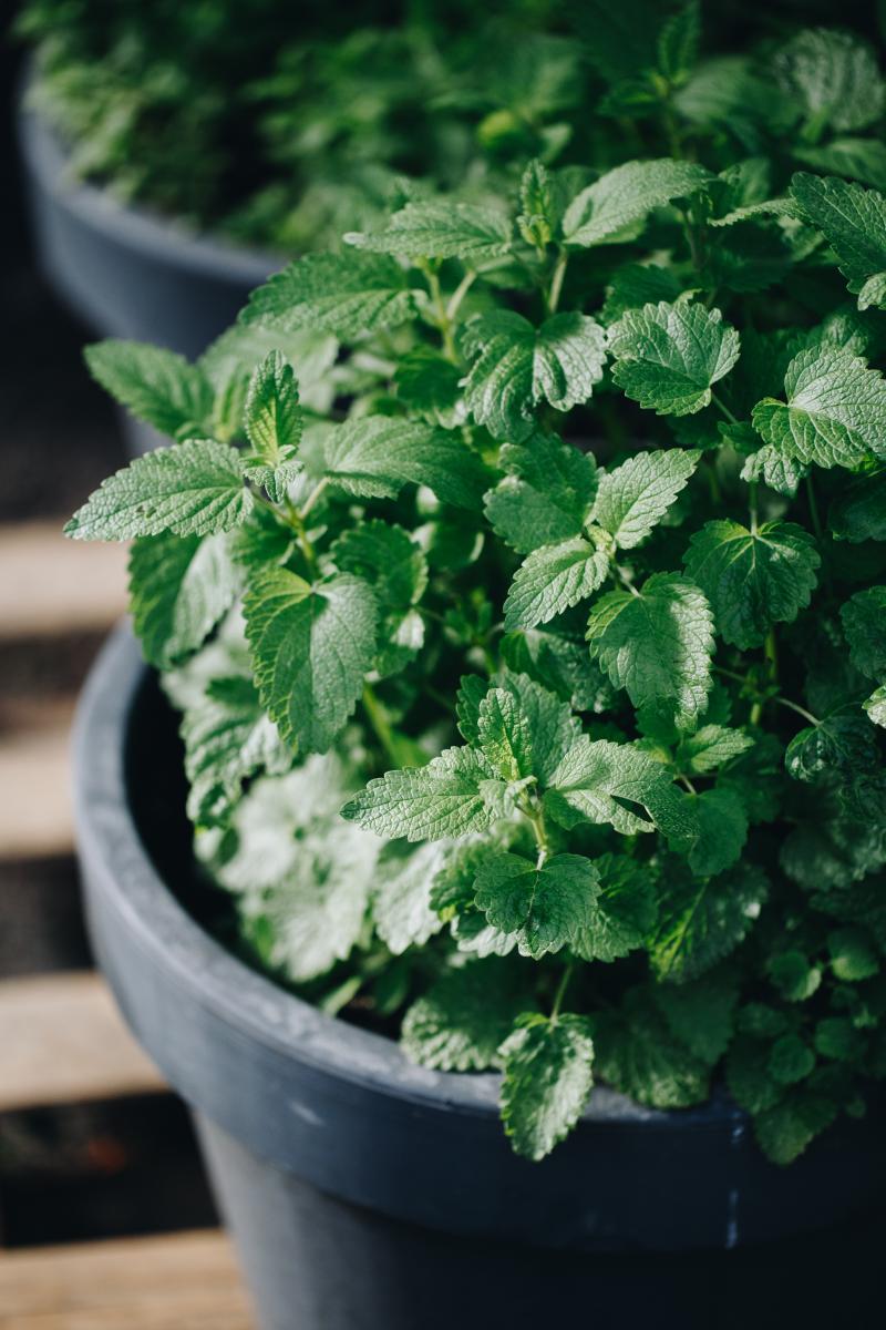 Mint planted in a pot.