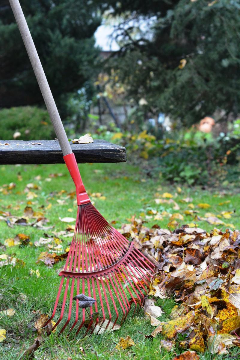 Person using a red rake to rake leaves.